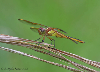 Libellula flavida, male